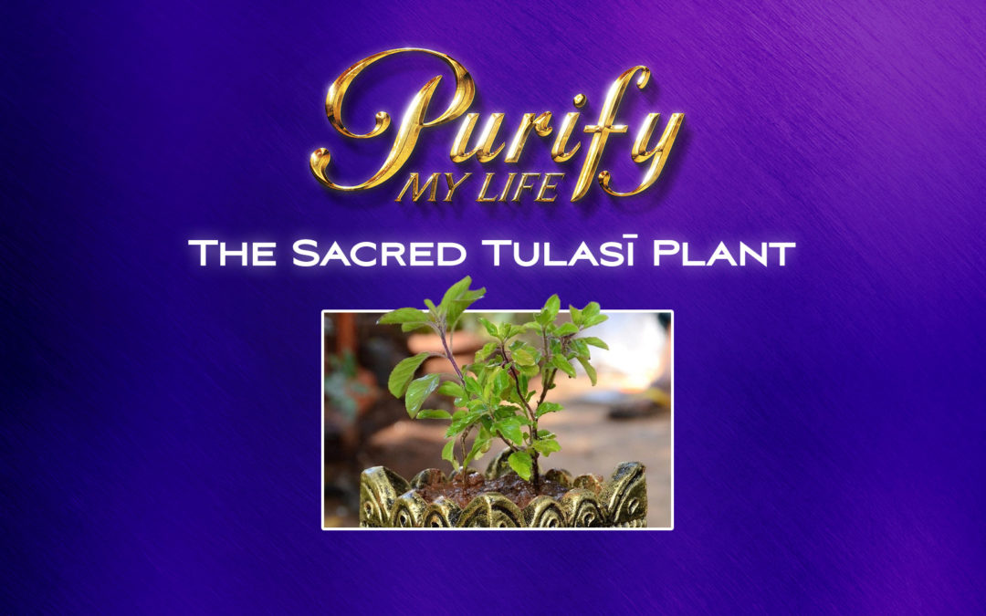 The Sacred Tulasī Plant